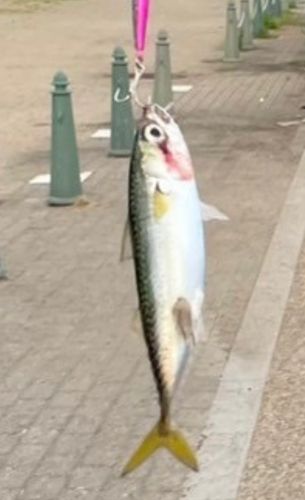 サバの釣果