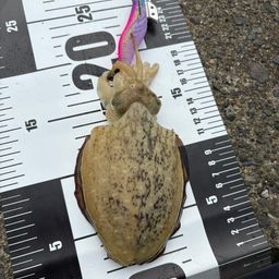 コウイカ