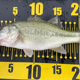 ラージマウスバス