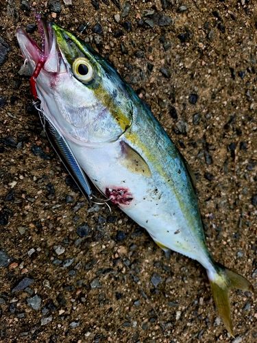 ツバスの釣果