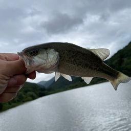 ラージマウスバス