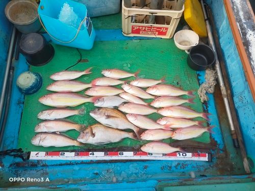 シロアマダイの釣果