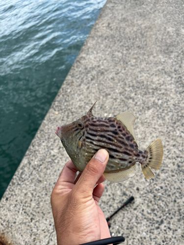 片上一文字