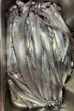 タチウオの釣果