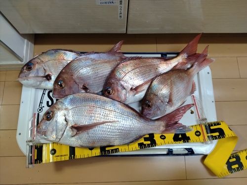 マダイの釣果