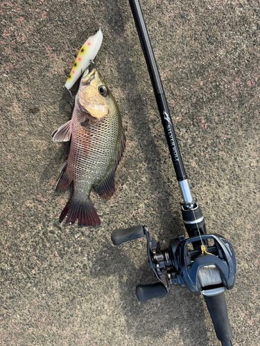 マングローブジャックの釣果