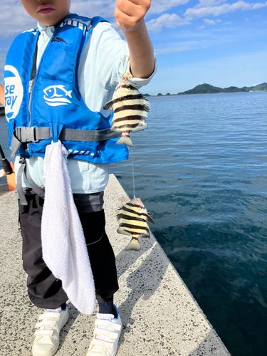 サンバソウの釣果