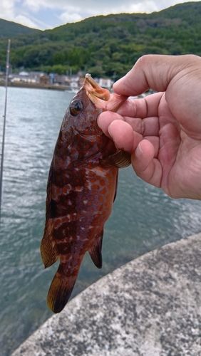 キジハタの釣果