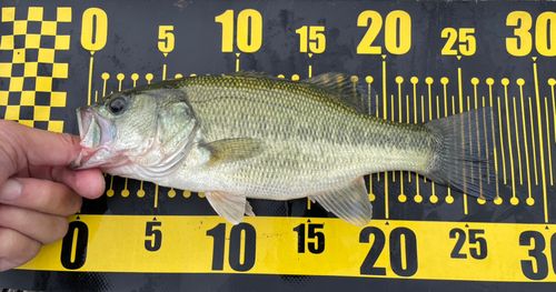 ラージマウスバスの釣果