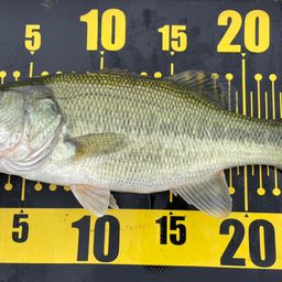 ラージマウスバス