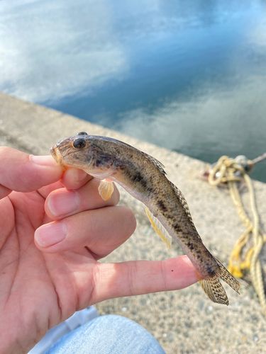 ハゼの釣果
