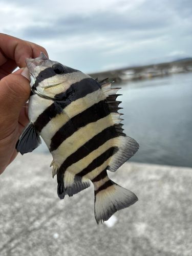 サンバソウの釣果