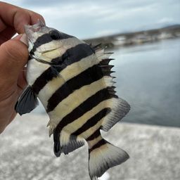 サンバソウ