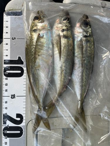 マアジの釣果