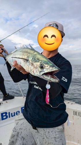 サワラの釣果