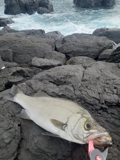 ヒラスズキの釣果