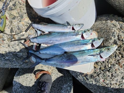 サゴシの釣果