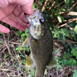 スモールマウスバス