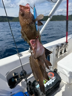 オオモンハタの釣果