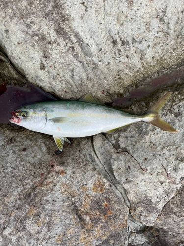 ツバスの釣果