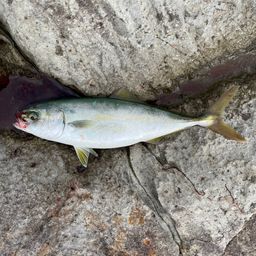 ツバス