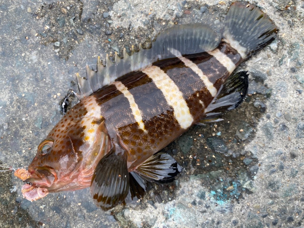カワハギ