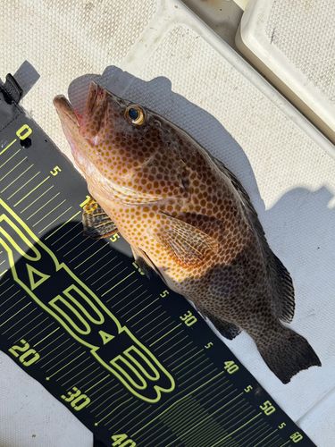 オオモンハタの釣果