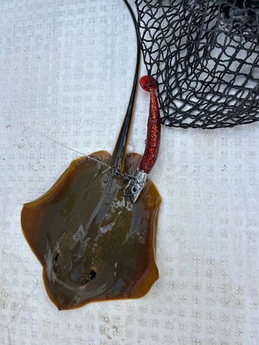 釣果