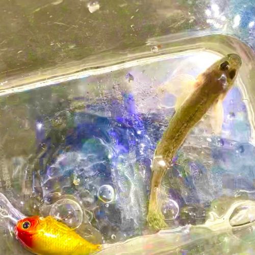 マハゼの釣果
