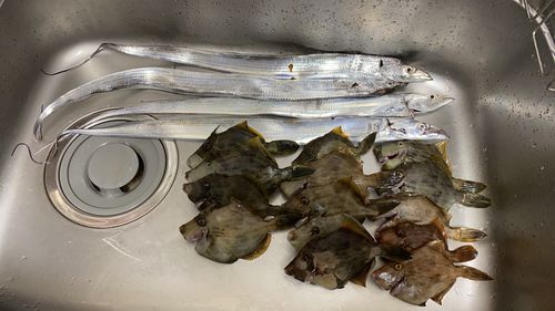 カワハギの釣果