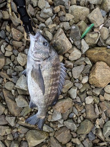 チヌの釣果