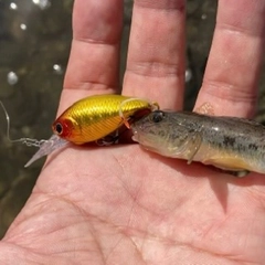 マハゼの釣果