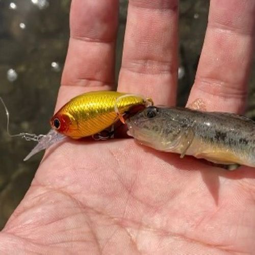 マハゼの釣果