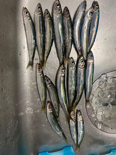 ウルメイワシの釣果