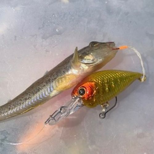 マハゼの釣果