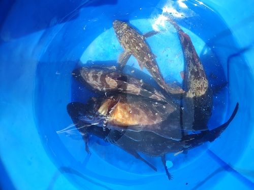 常滑りんくう釣り護岸