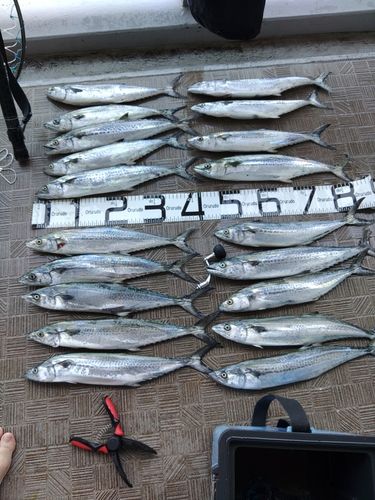 サゴシの釣果