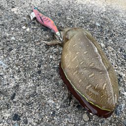 コウイカ