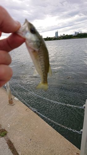 ラージマウスバスの釣果