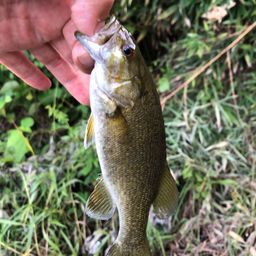 スモールマウスバス