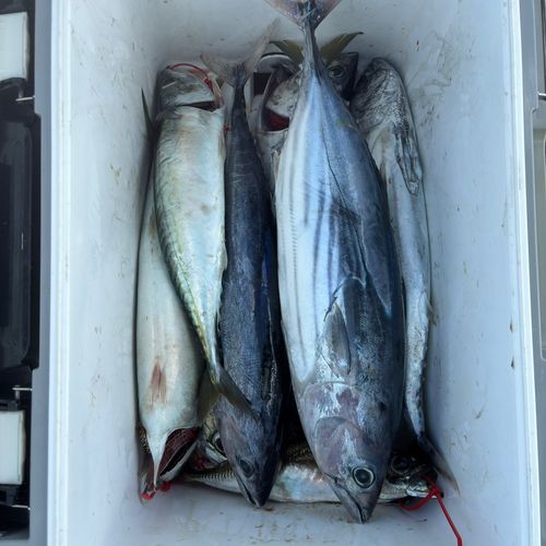 カツオの釣果