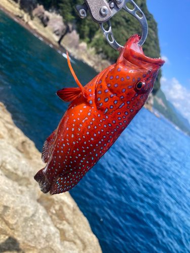 ユカタハタの釣果