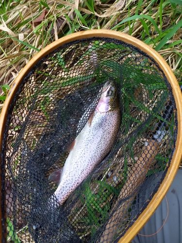 ニジマスの釣果