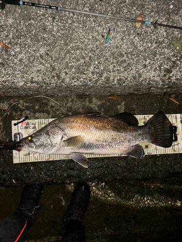 浦ノ内湾