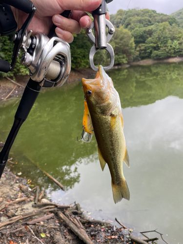 ブラックバスの釣果