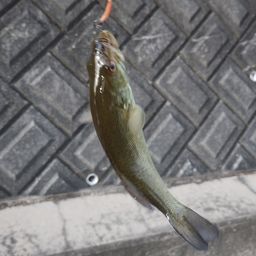 スモールマウスバス