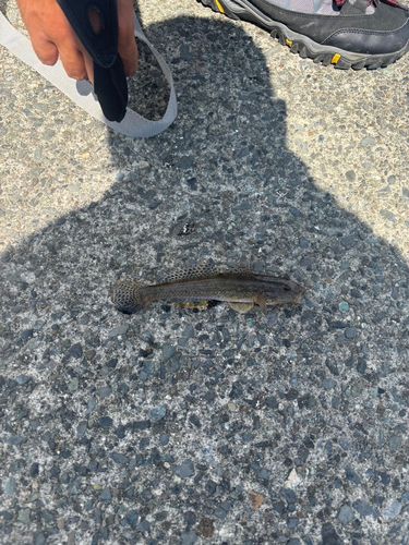ハゼの釣果