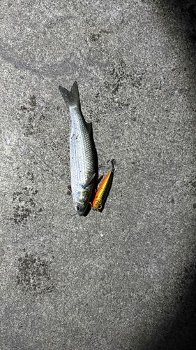 ボラの釣果