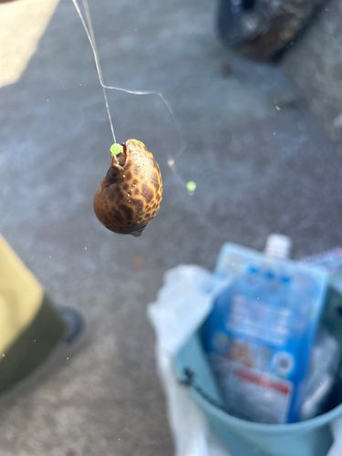 釣果