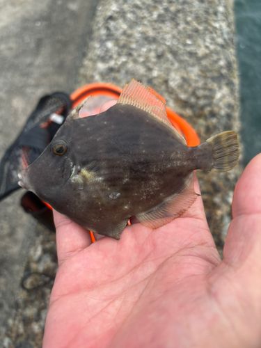 カワハギの釣果